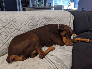 Dog resting on sofa at home