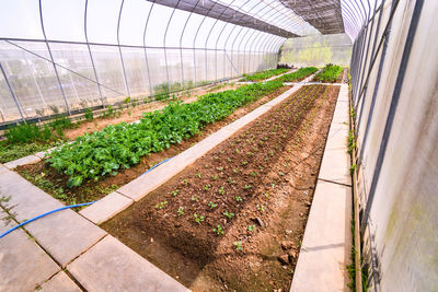 Plants growing in greenhouse