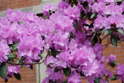 Close-up of pink flowers