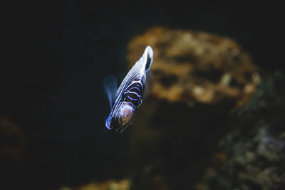 Close-up of fish swimming in sea