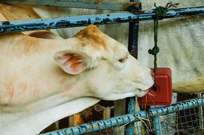 Close-up of cow in stable