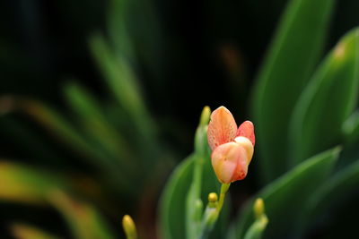 Close-up of red rose flower