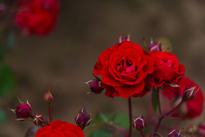 Close-up of red rose