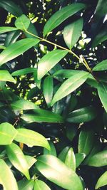 Close-up of fresh green plant