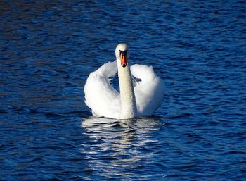 Swan swimming in lake