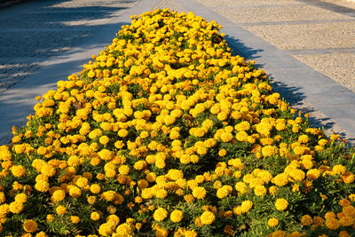 High angle view of yellow flowering plants on road
