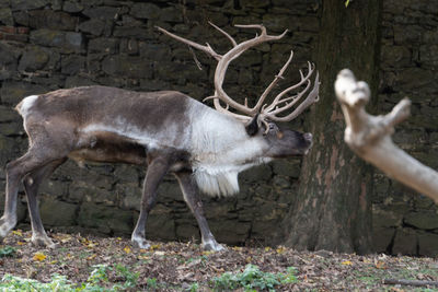 Deer standing in a forest