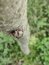 Close-up of lizard on tree trunk