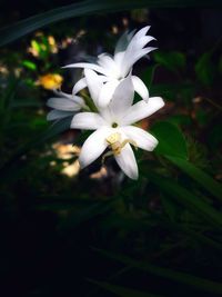 Close-up of white flowering plant