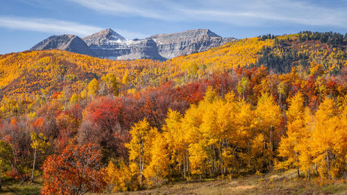 Scenic view of trees during autumn against sky