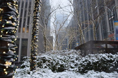 Frozen trees during winter