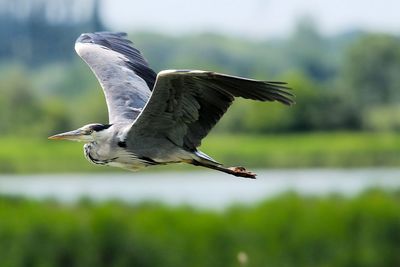 Close-up of gray heron flying in mid-air