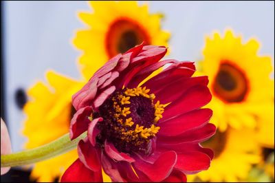 Close-up of sunflower