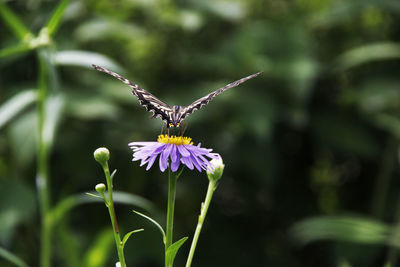 Close-up of butterfly pollinating on flower