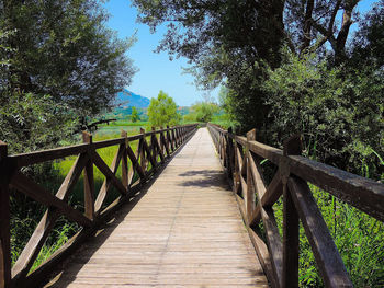 Wooden footbridge amidst trees in forest