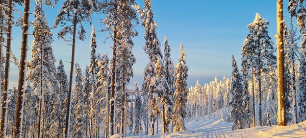 Panoramic view of snow covered land and trees against sky