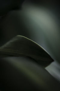 Close-up of plant against black background