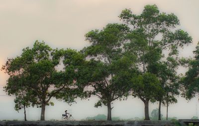 Trees against clear sky