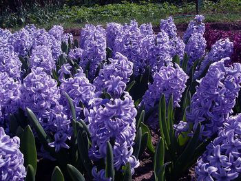 Close-up of purple flowers