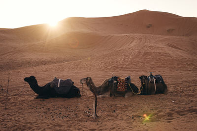 Scenic view of desert against sky