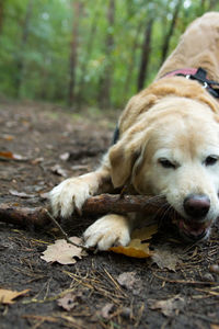 Close-up of dog chewing stick