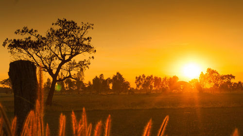 Silhouette trees on field against sky at sunset