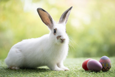 Close-up of rabbit