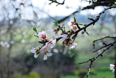 Close-up of white cherry blossom tree