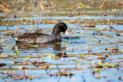 Ducks swimming in lake