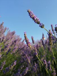 Close-up of purple flowering plant