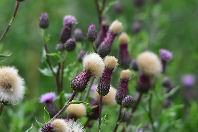 Close-up of purple flowering plant on field