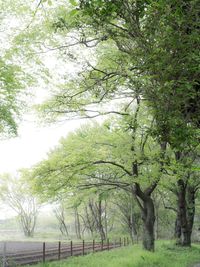 Trees growing on landscape