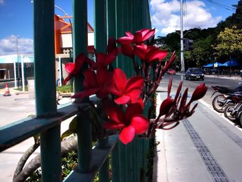 Close-up of red flowering plant by road in city