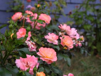 Close-up of pink flowers