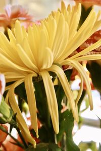 Close-up of yellow flowering plant