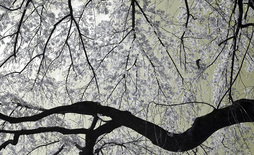 Low angle view of silhouette bare trees during autumn