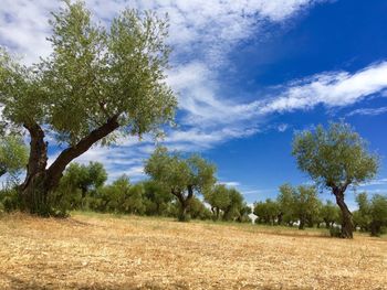 Trees on field against cloudy sky