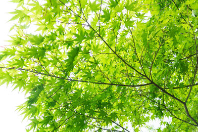 Low angle view of tree leaves