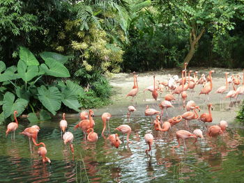 Flock of birds in lake