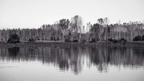 Reflection of trees in water