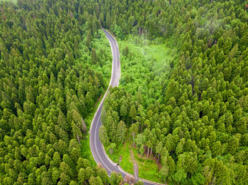 High angle view of road amidst trees