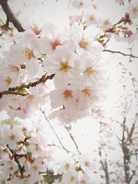 Close-up of apple blossoms in spring