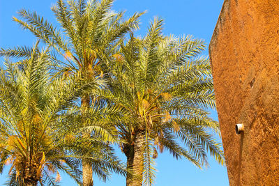 Low angle view of palm trees against clear blue sky