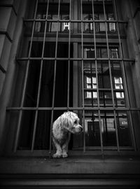 View of an animal on window