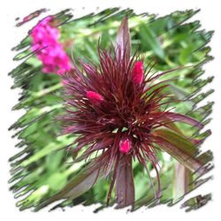 Close-up of thistle blooming outdoors