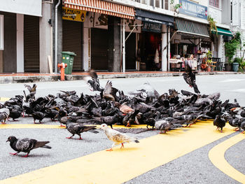 View of alot of pigeons in the middle of road