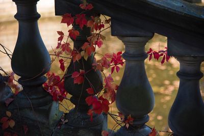 Close-up of roses on plant