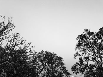 Low angle view of silhouette trees against clear sky