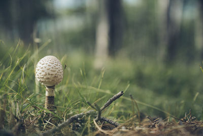 Little white mushroom on forest floor
