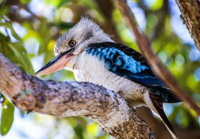 Low angle view of bird perching on tree